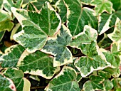 HEDERA HELIX GLACIER (IVY)