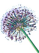 ALLIUM FLOWER MANIPULATED