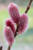 SALIX GRACILISTYLA MOUNT ASO