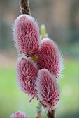 SALIX GRACILISTYLA MOUNT ASO