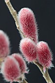 SALIX GRACILISTYLA MOUNT ASO