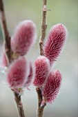 SALIX GRACILISTYLA MOUNT ASO