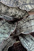 SANSEVIERIA STAR CANYON GRANITE