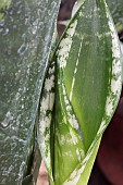 SANSEVIERIA TRIFASCIATA GREY EDGE