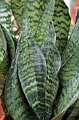 SANSEVIERIA TRIFASCIATA MOONSHINE