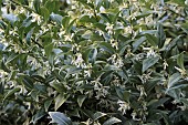 SARCOCOCCA HOOKERIANA HUMILIS