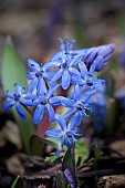 SCILLA BIFOLIA