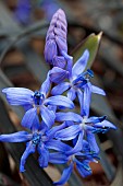 SCILLA BIFOLIA