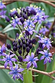 SCILLA PERUVIANA