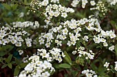 SPIRAEA X CINEREA GREFSHEIM