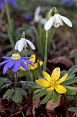 SPRING BULBS  MIX, SPRING BULBS, GALANTHUS, ANEMONE, ERANTHIS, SNOWDROP, WINTER ACONITE