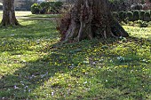 SPRING BULBS  MIX, SPRING BULBS, GALANTHUS, ANEMONE, ERANTHIS, SNOWDROP, WINTER ACONITE