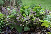 TRACHYSTEMON  ORIENTALIS