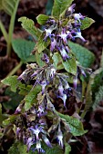 TRACHYSTEMON ORIENTALIS