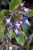 TRACHYSTEMON ORIENTALIS