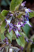 TRACHYSTEMON ORIENTALIS