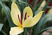 TULIPA BATALINII BRONZ CHARM