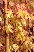 ACER PALMATUM KATSURA