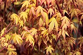 ACER PALMATUM KATSURA