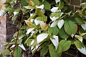 ACTINIDIA KOLOMIKTA