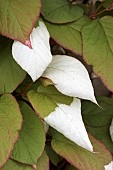 ACTINIDIA KOLOMIKTA