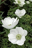 ANEMONE CORONARIA DE CAEN THE BRIDE