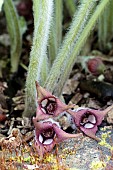 ASARUM CANADENSE