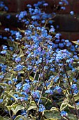 BRUNNERA MACROPHYLLA HADSPEN CREAM