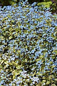 BRUNNERA MACROPHYLLA JACK FROST