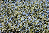 BRUNNERA MACROPHYLLA JACK FROST