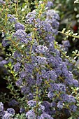 CEANOTHUS BLUE JEANS