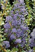 CEANOTHUS BLUE JEANS