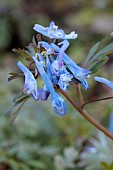 CORYDALIS FLEXUOSA CHINA BLUE