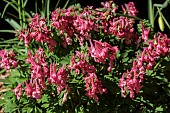 CORYDALIS SOLIDA BETH EVANS