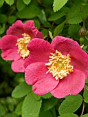 ROSA MOYESII