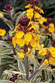 ERYSIMUM WALBERTONS FRAGRANT STAR (WALFRASTAR)