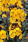 ERYSIMUM WALBERTONS FRAGRANT SUNSHINE (WALFRASUN)