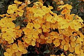 ERYSIMUM CHEIRI CLOTH OF GOLD