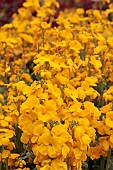 ERYSIMUM CHEIRI CLOTH OF GOLD