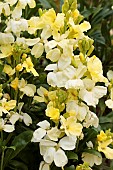 ERYSIMUM CHEIRI IVORY WHITE