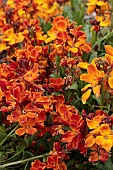 ERYSIMUM CHEIRI SUNSET ORANGE