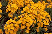 ERYSIMUM PEROFSKIANUM  GOLD SHSOT (ERY50)