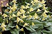 ERYTHRONIUM PAGODA