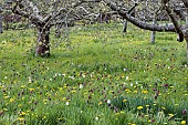 FRITILLARIA MELEAGRIS & TARAXACUM OFFICINALE