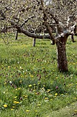 FRITILLARIA MELEAGRIS & TARAXACUM OFFICINALE