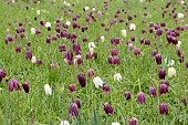 FRITILLARIA MELEAGRIS