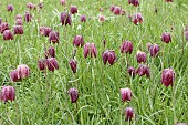 FRITILLARIA MELEAGRIS