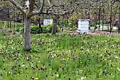 FRITILLARIA MELEAGRIS, PRIMULA VULGARIS & TARAXACUM OFFICINALE