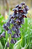 FRITILLARIA PERSICA ADYAMAN