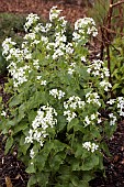 LUNARIA ANNUA ALBIFLORA